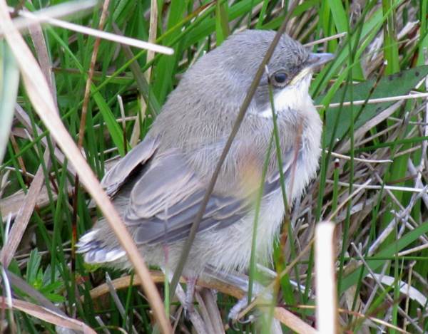 Sylvia curruca - Lesser Whitethroat, North Wales UK 