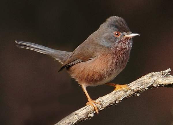 Sylvia undata, Dartford Warbler