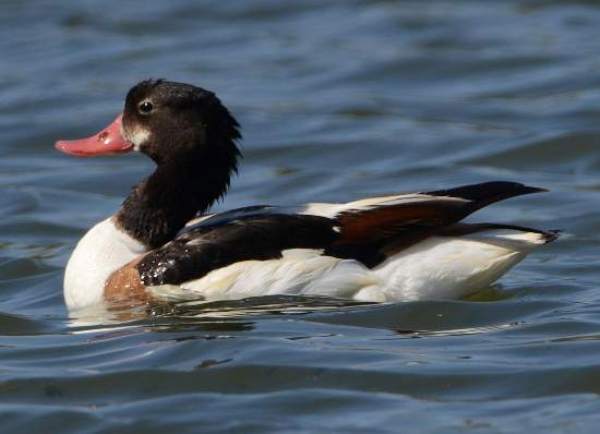 Shelduck