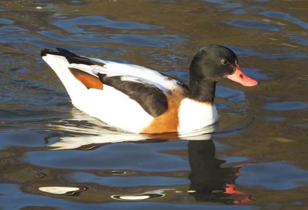 Shelducks are one of the star species at RSPB Conwy