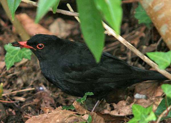 male Blackbird