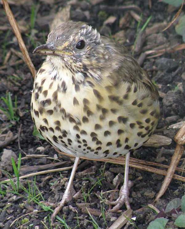 Song Thrush