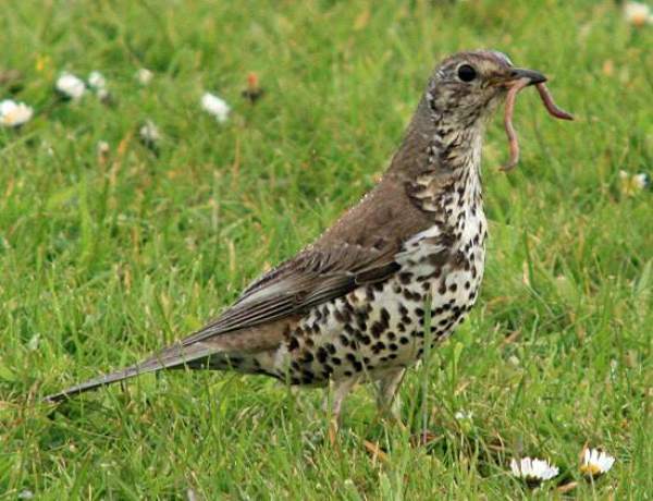 Mistle Thrush with worm