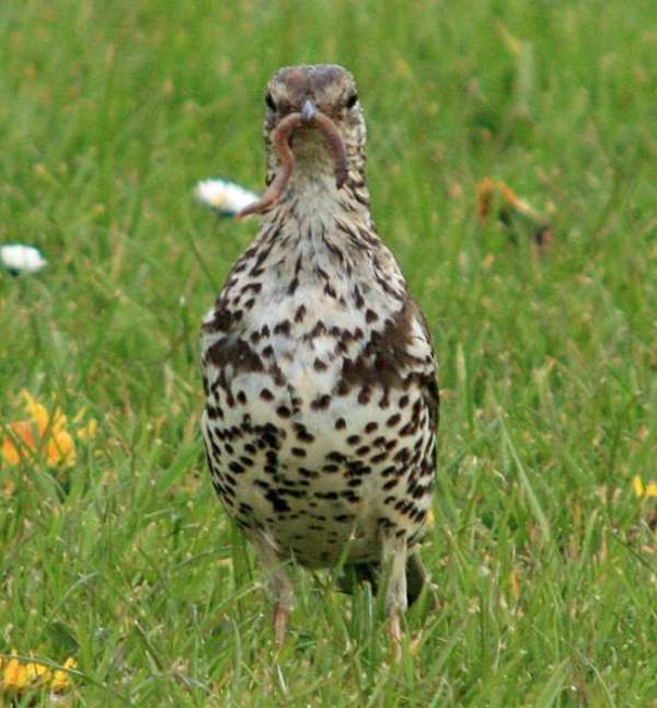 Mistle Thrush