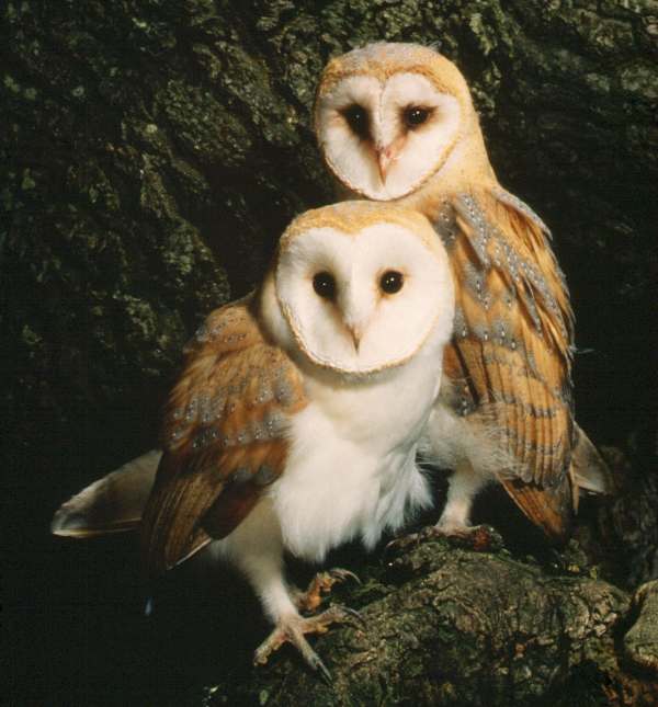 Barn Owls