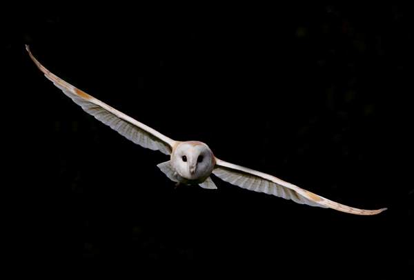 Barn Owl in flight
