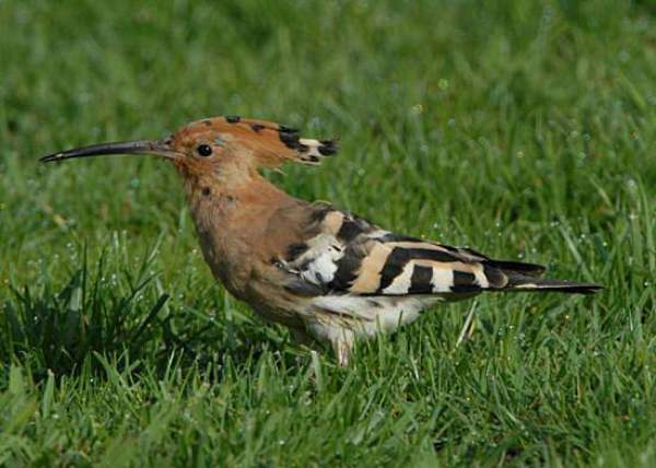 A Hoopoe - an occasional visitor to Bardsey