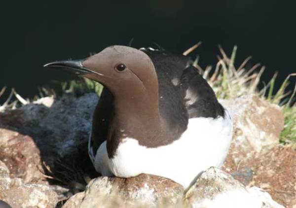 Guillemot on Skomer Island, Pembrokeshire