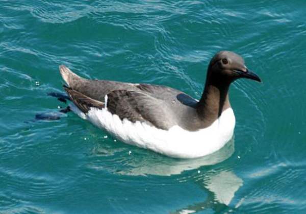 Guillemot at sea