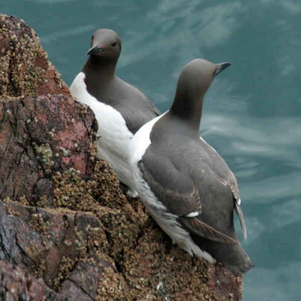 Guillemots on the cliffs of Skomer Island, Pembrokeshire