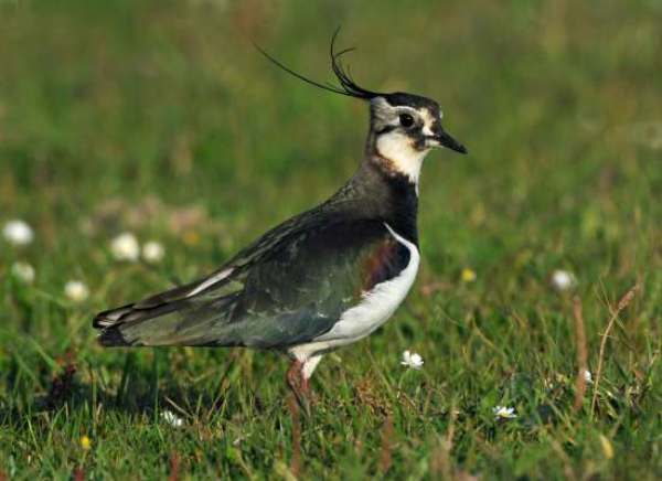 Lapwing in the Algarve