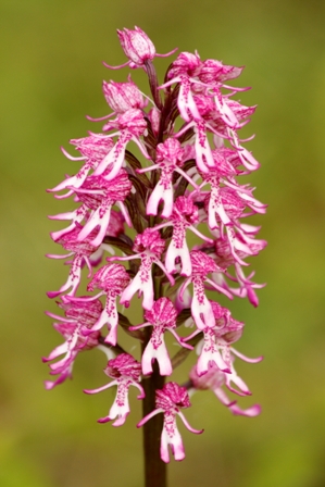 a06b