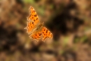 b03