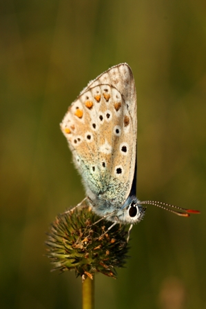 b19