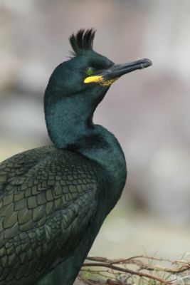 c19