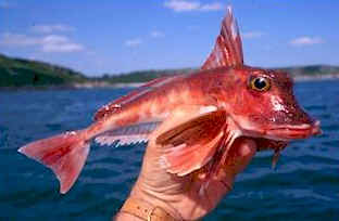 Red gurnard