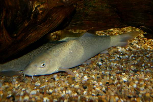 Barbel shoal