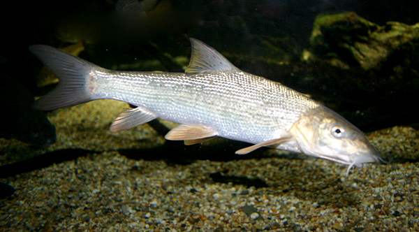 Barbel
