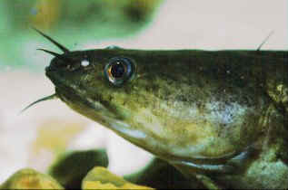 A three-bearded rockling