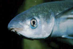 Grey mullet