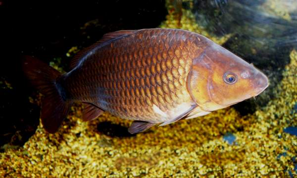 Common carp