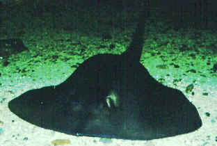 Stingray