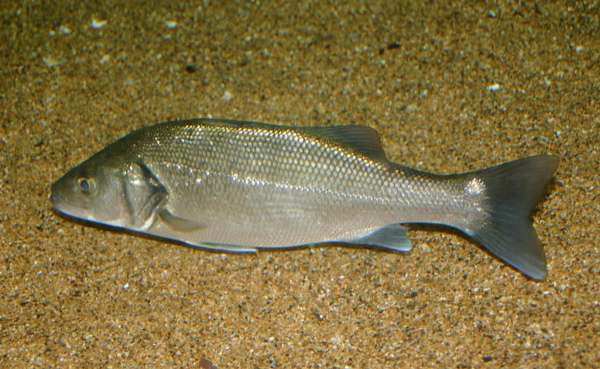 Bass