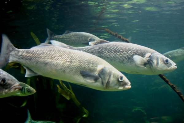 Bass shoal