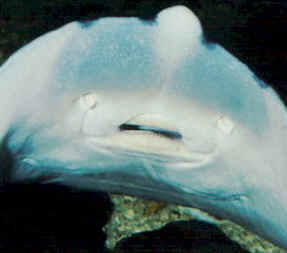 Skate - underside view