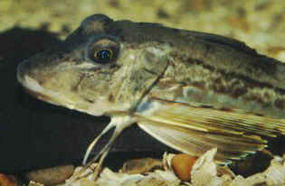 Grey gurnard - closeup