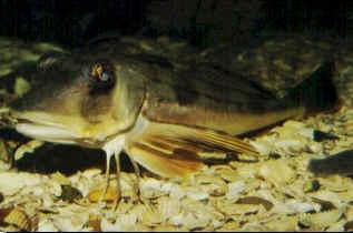 Grey gurnard