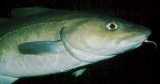 Cod