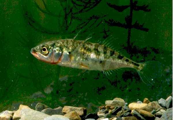 Stickleback