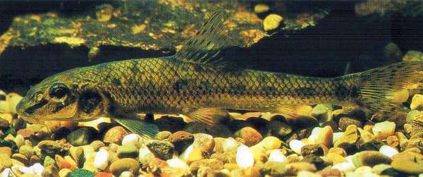 Gudgeon