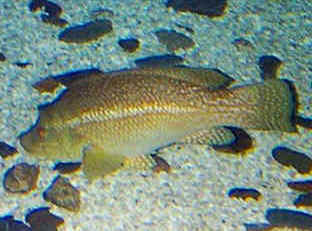 Ballan wrasse