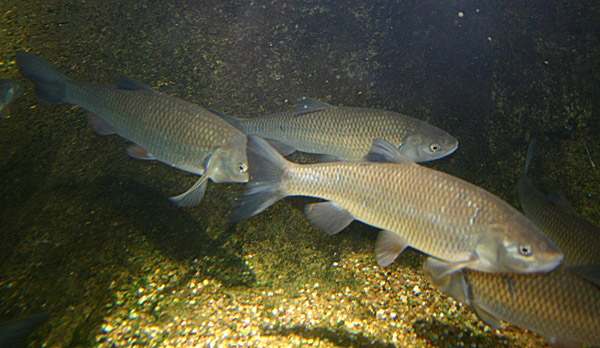 A shoal of Chub