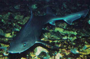 Star smoothhound