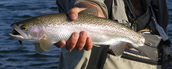 A good catch