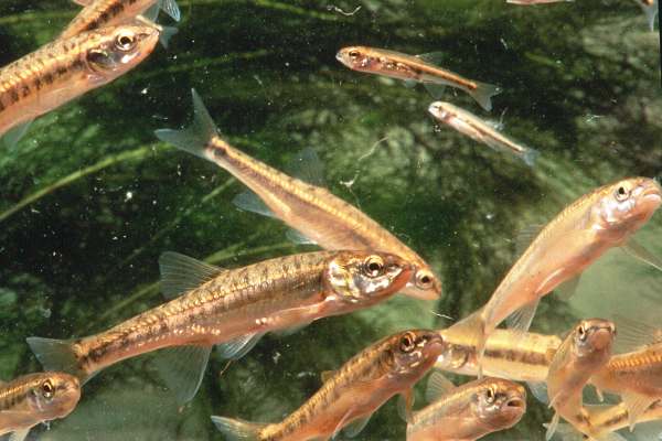 Shoaling Minnows