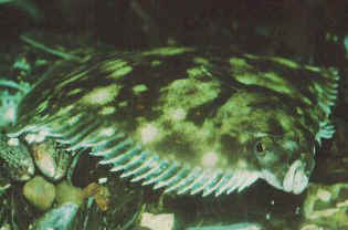 Flounder