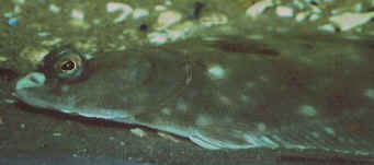 Plaice