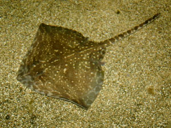 Thornback Ray