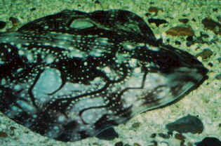 Undulate ray