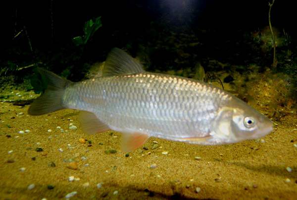 Roach, Rutilus rutilus