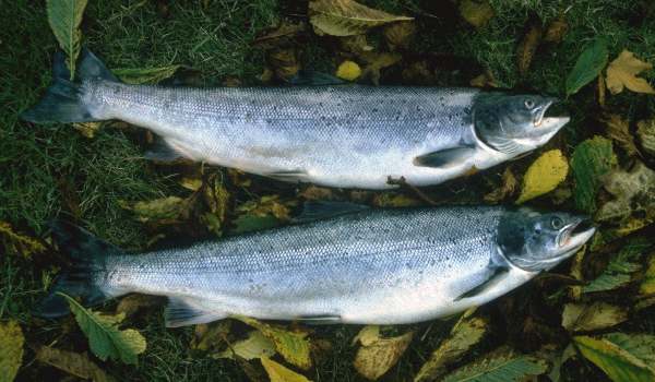 Atlantic salmon - Salmo salar