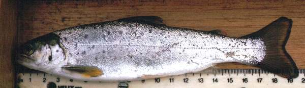 Salmon smolt