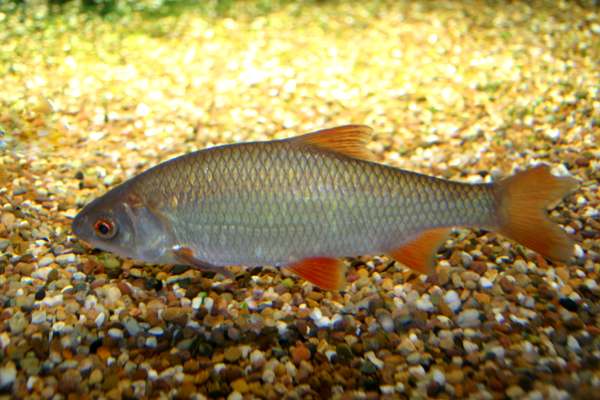 Rudd are very variable in appearance