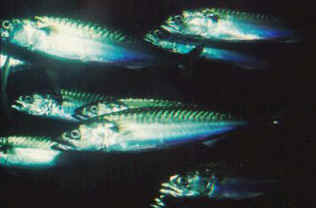 Mackerel