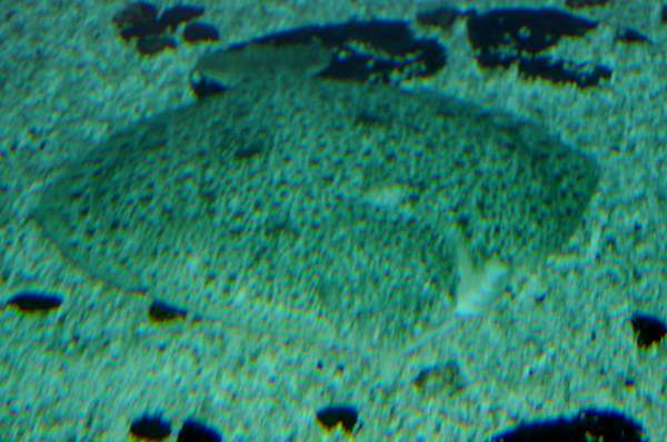 Turbot