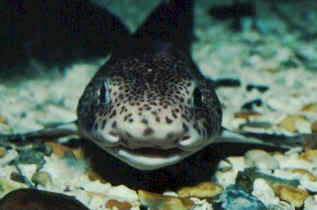 Dogfish - head on view